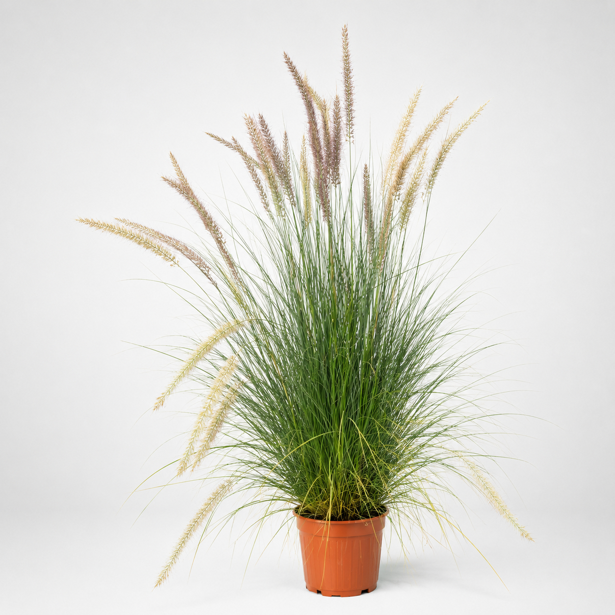 Pennisetum alopecuroides Ø24cm