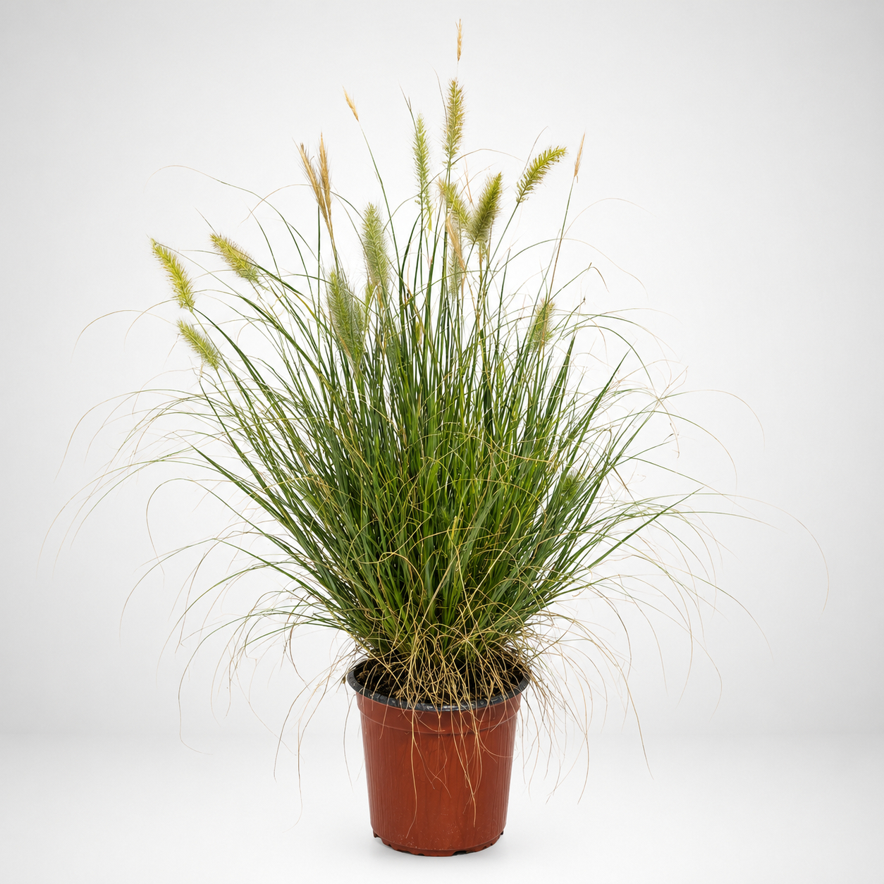 Miscanthus Sinensis Gracillimus nana Ø17