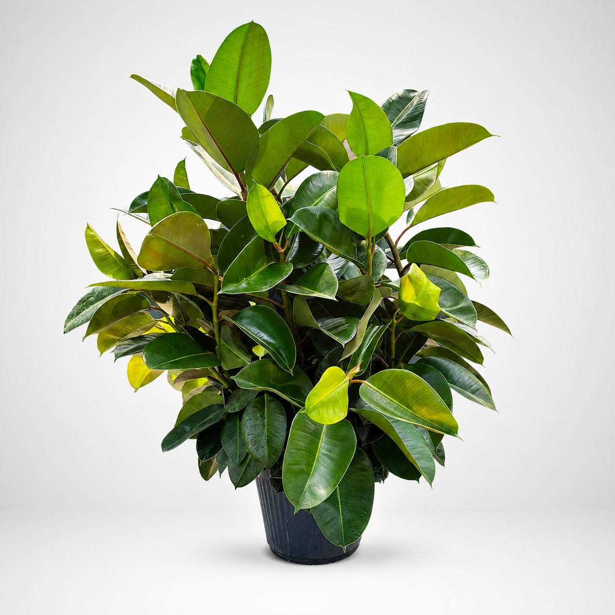 Ficus Elastica Robusta ø35