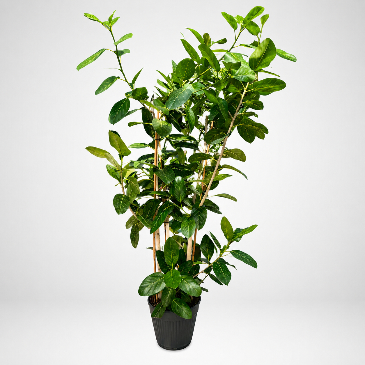 Ficus Benghalensis Audrey Ø35