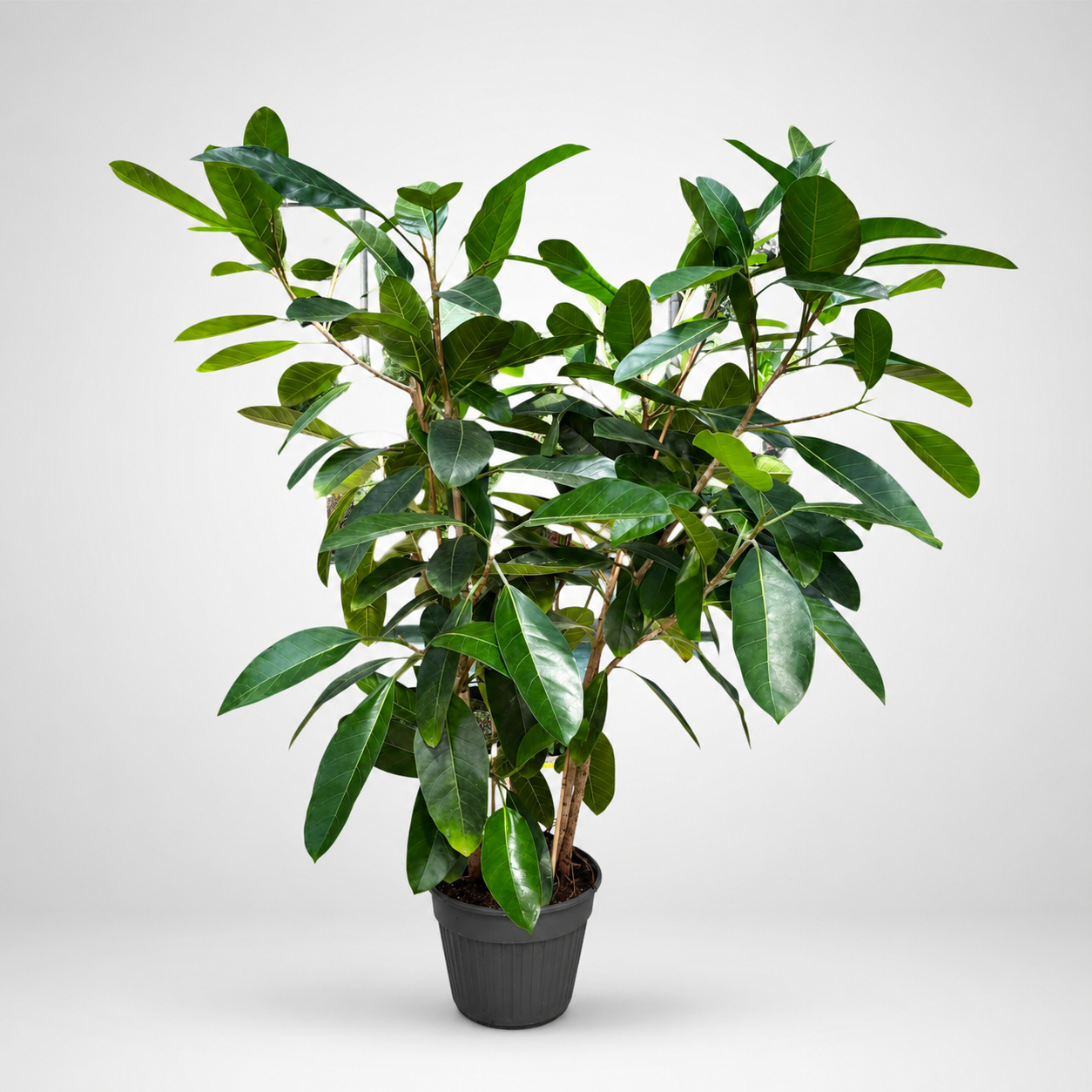 Ficus Americana Tresor Ø35
