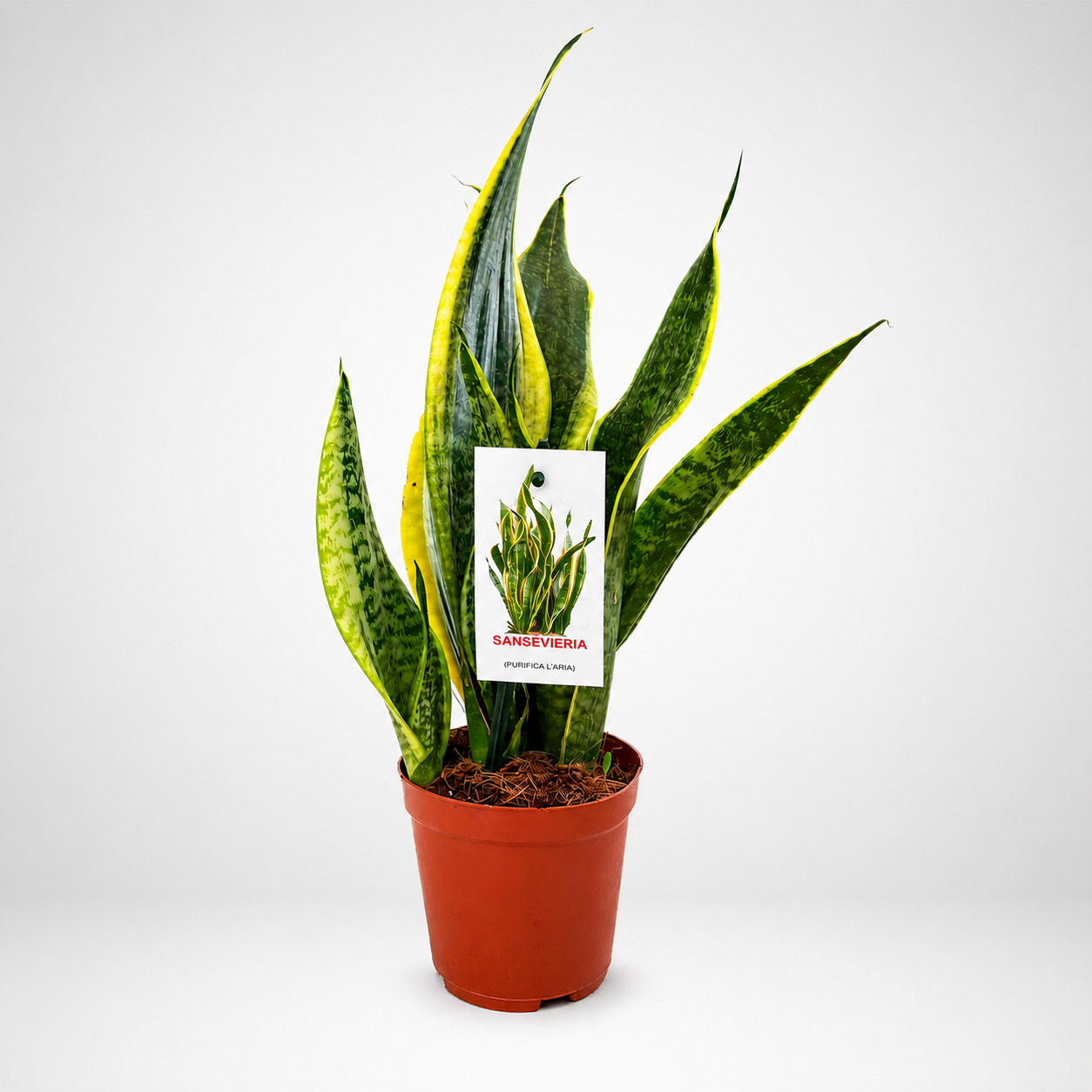 Sansevieria trifasciata Laurentii - ø 10