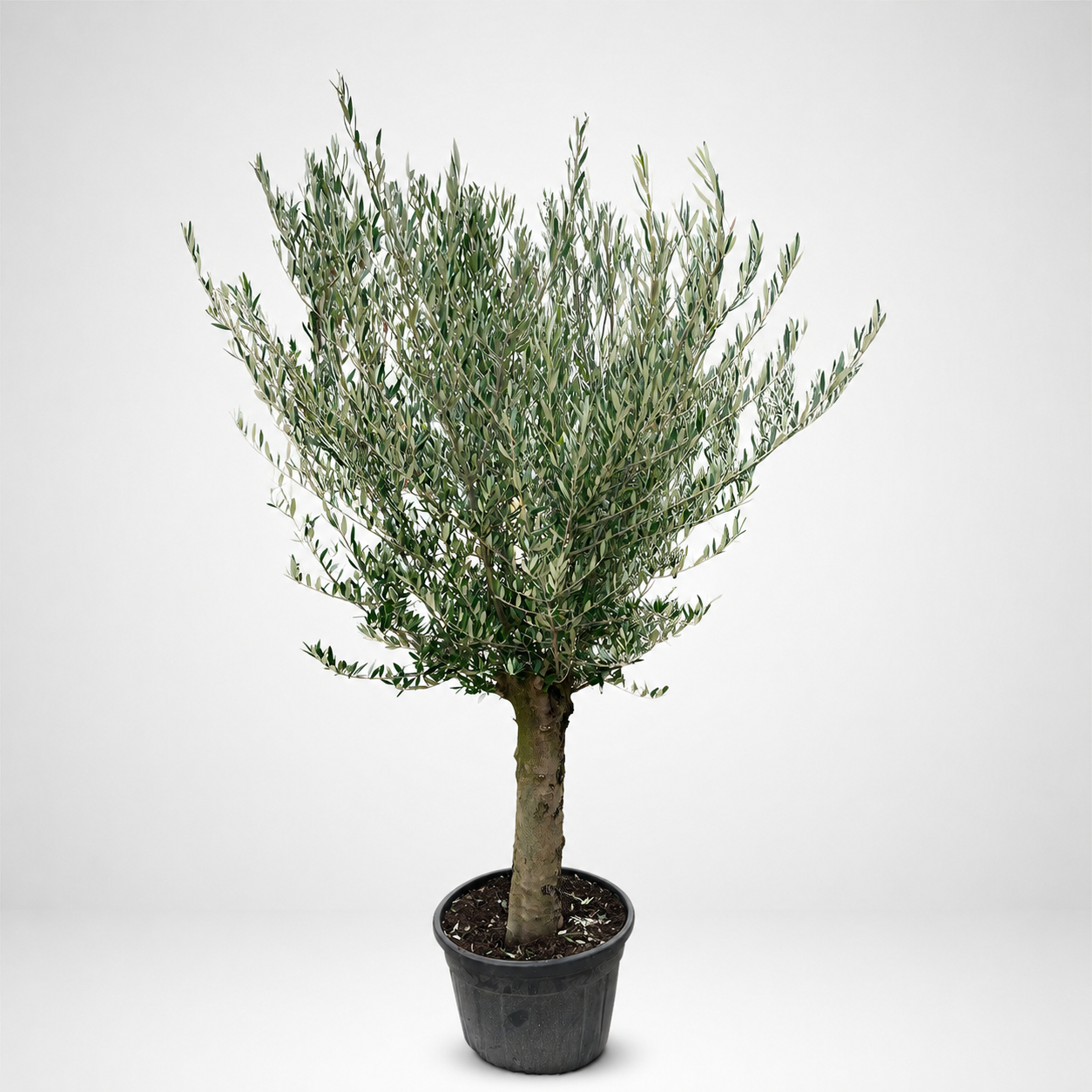 Albero di Ulivo Ornamentale in Vaso Ø50 cm – Varietà Peranzana