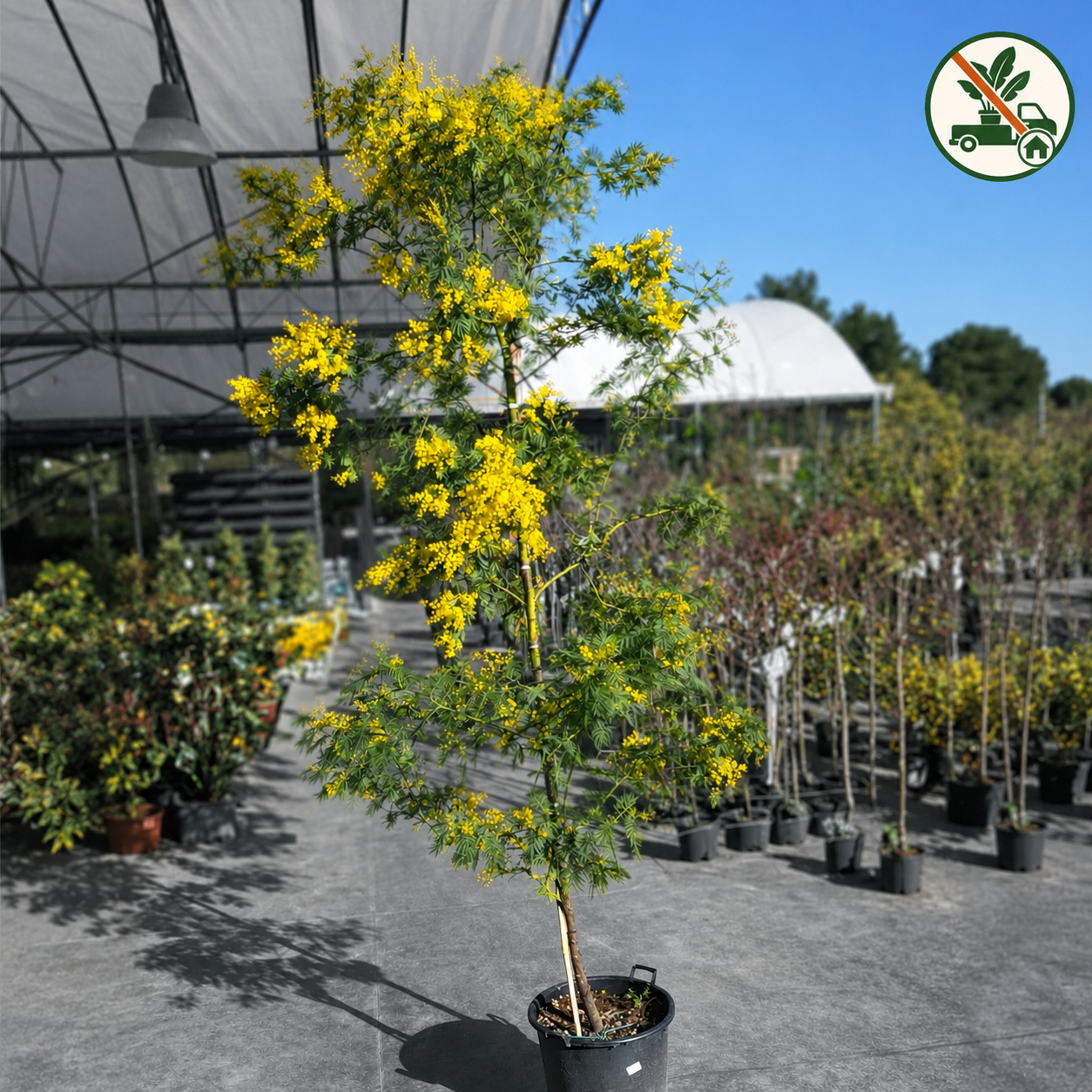 Albero di Mimosa ø50cm. (Acacia Dealbata)