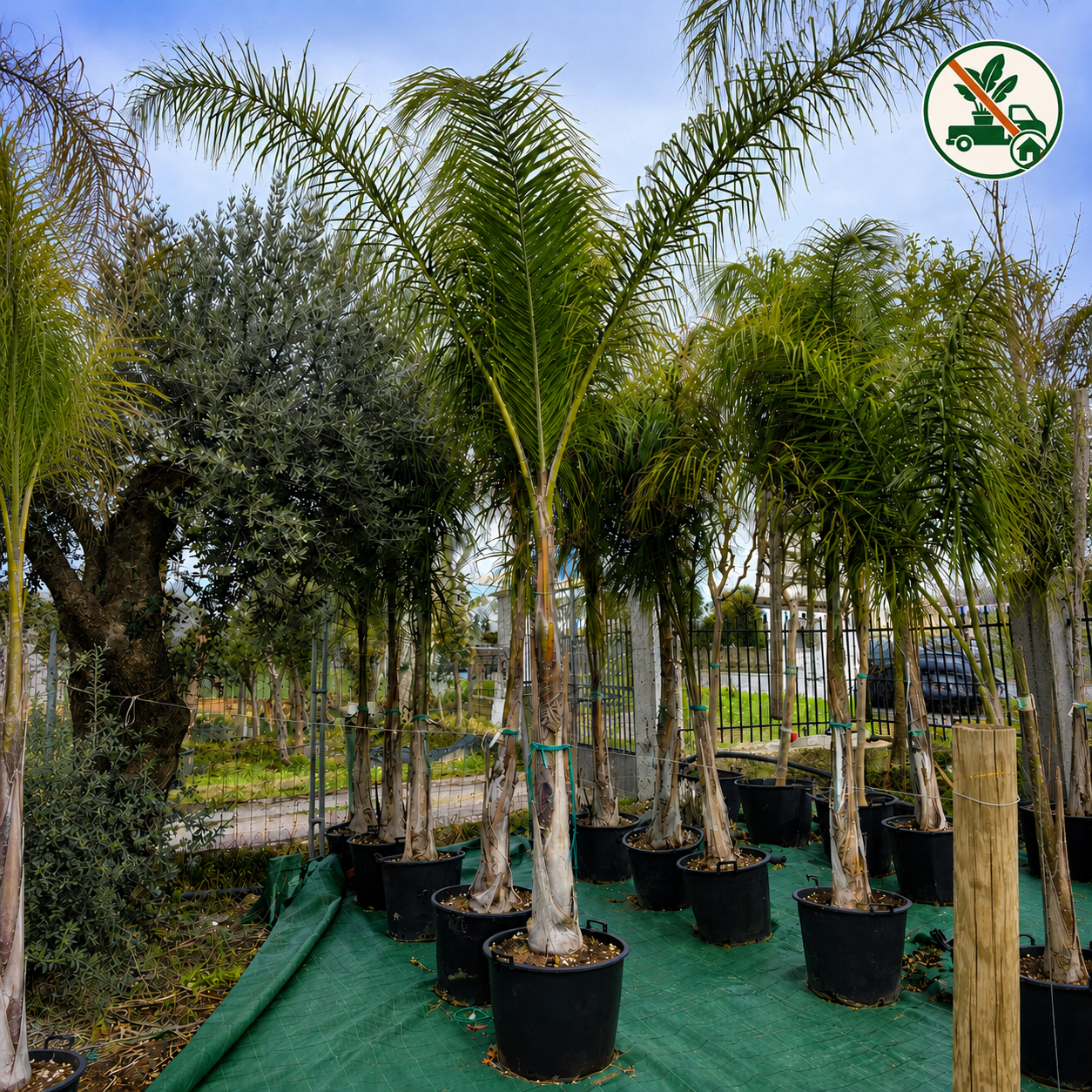 Cocos (Arecastrum Romanzoffianum) Ø 55cm, H 320cm