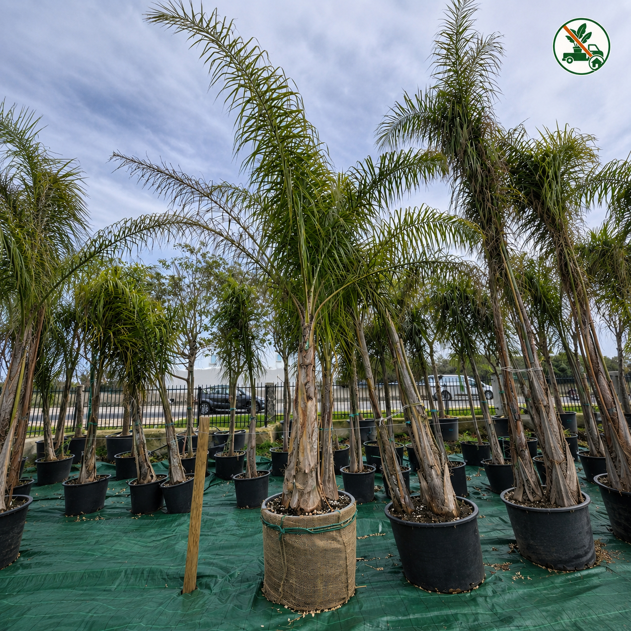 Cocos 3 tronchi (Arecastrum Romanzoffianum) Ø75 H.3,50MT