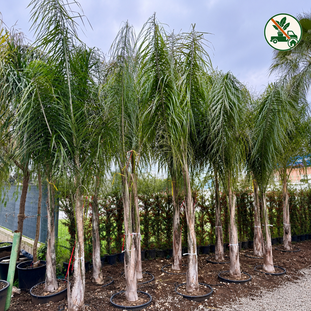 Cocos (Arecastrum Romanzoffianum) v.Ø 60cm cir.tr. 40/45cm, H 4mt (vaso escluso)