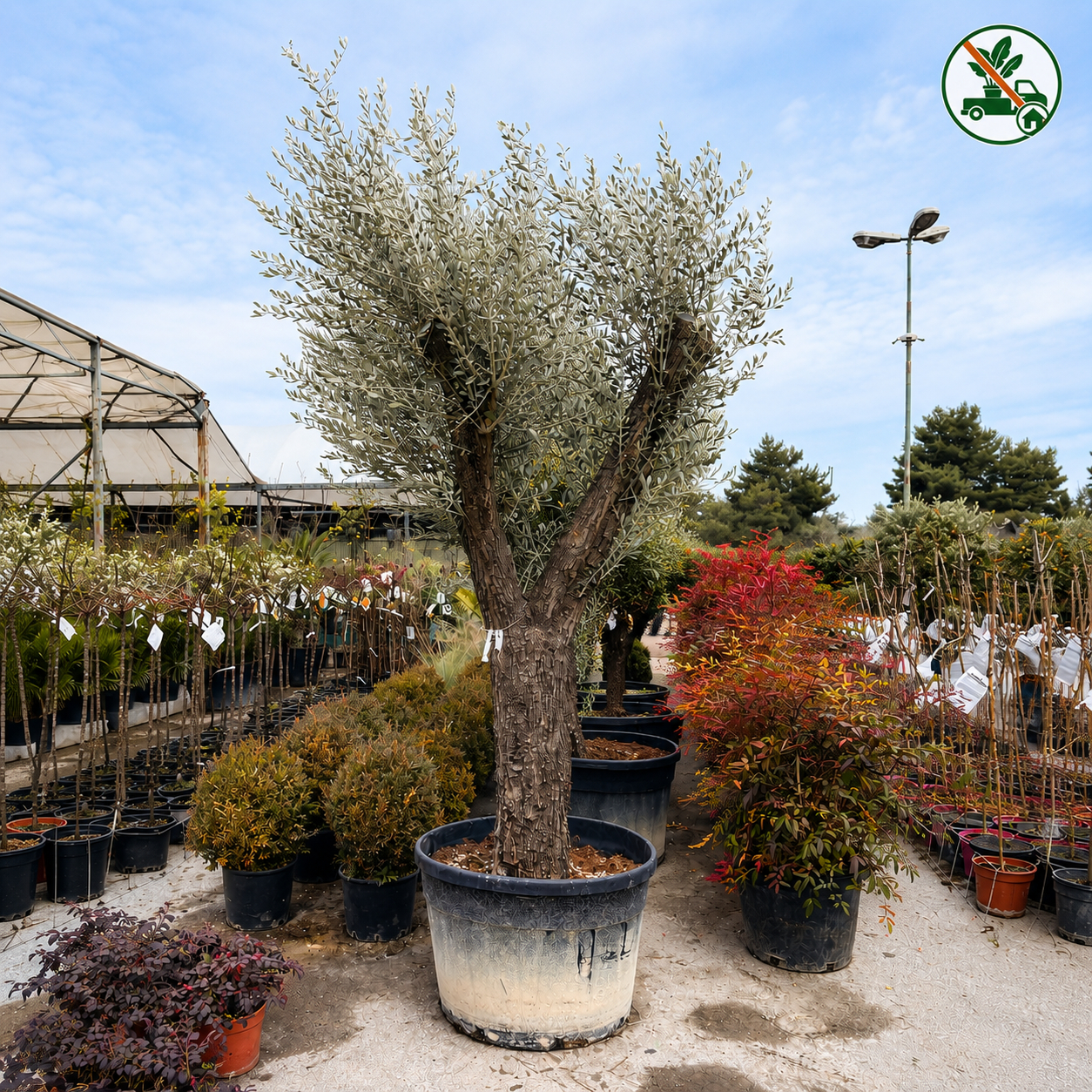 Olivo leccino (Olea europaea) Ø 90cm, H 200cm, CT 70/80cm