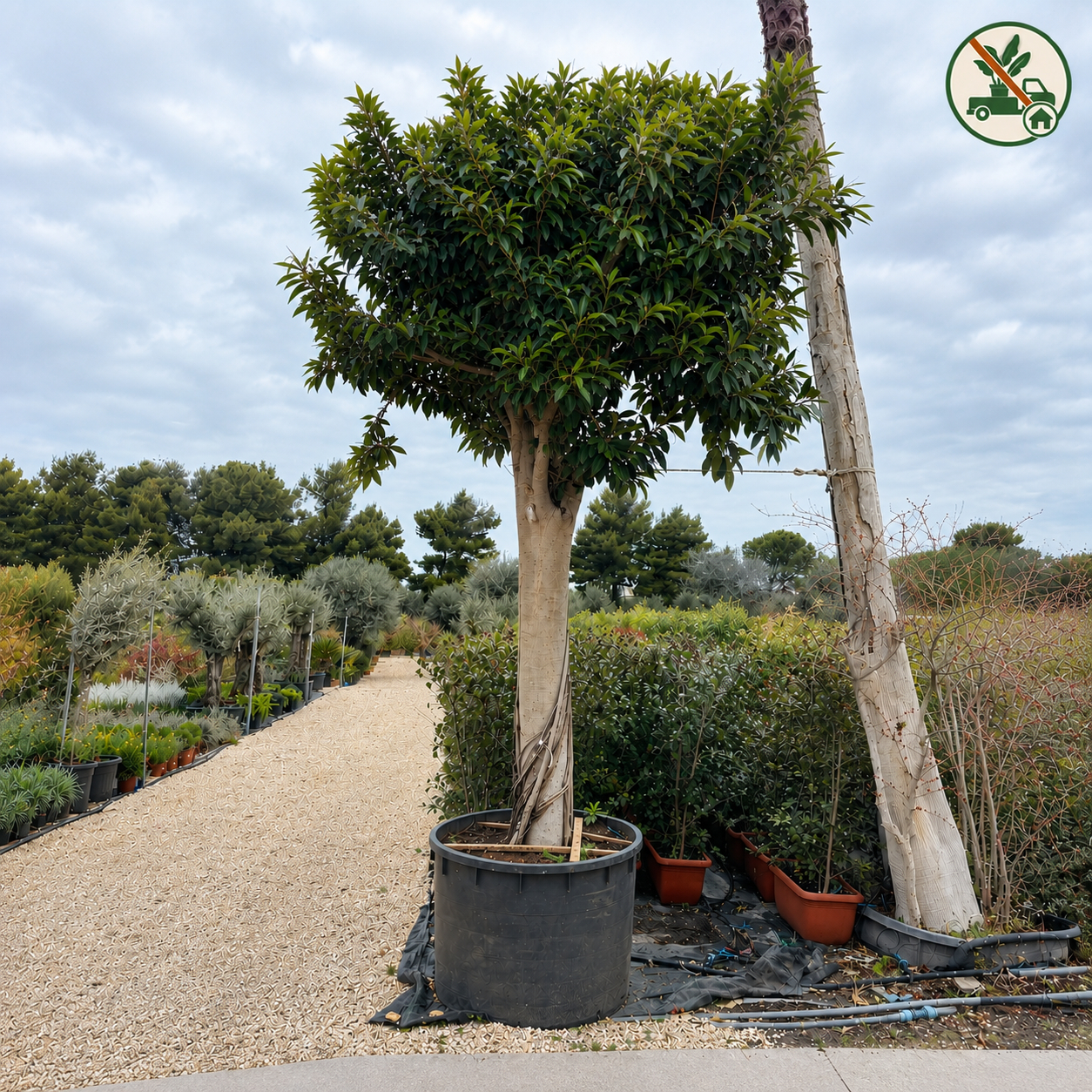 Ficus Bellingeri XXL, tronco Ø 100/110cm, H 4m (vaso escluso)