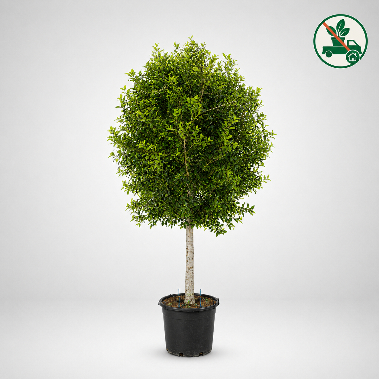 Ficus Retusa Nitida Ø70 h.3mt.