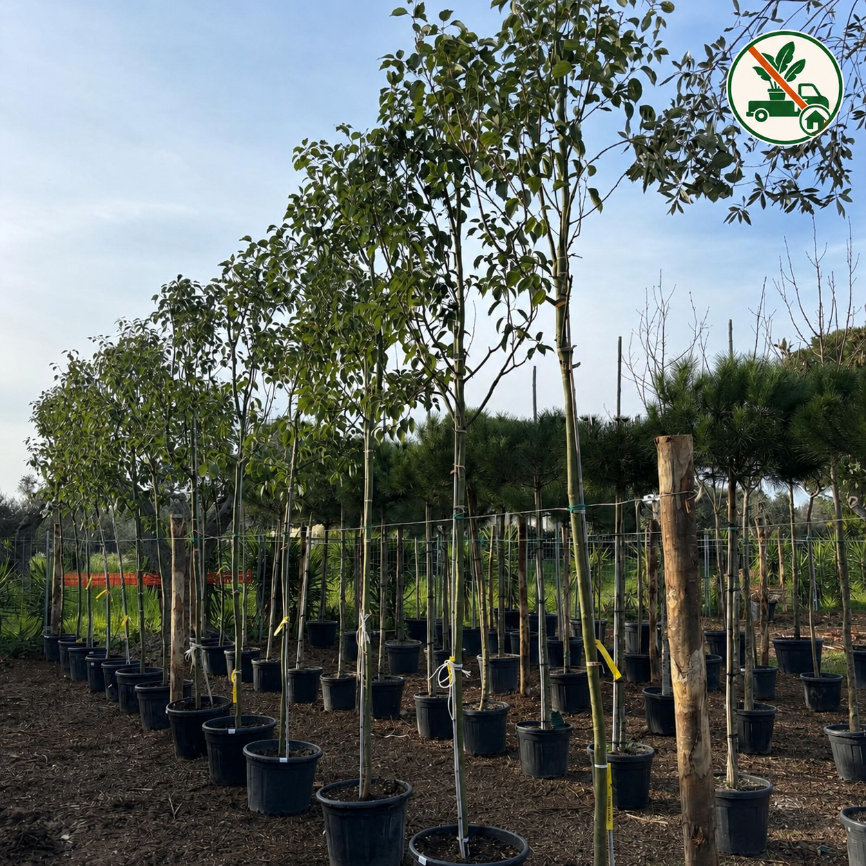 Albero della Canfora v.Ø50 cm (Cinnamomum Camphora)