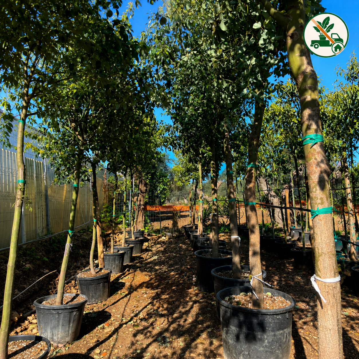 Albero della Canfora (Cinnamomum Camphora) Ø 60cm, H 300cm