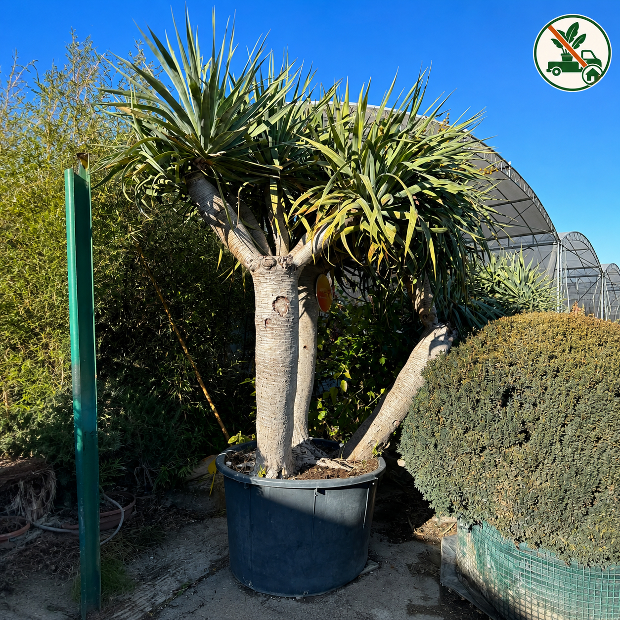 Dracaena Draco 3 Tronchi Extra Ø 100 cm,  H 3m 