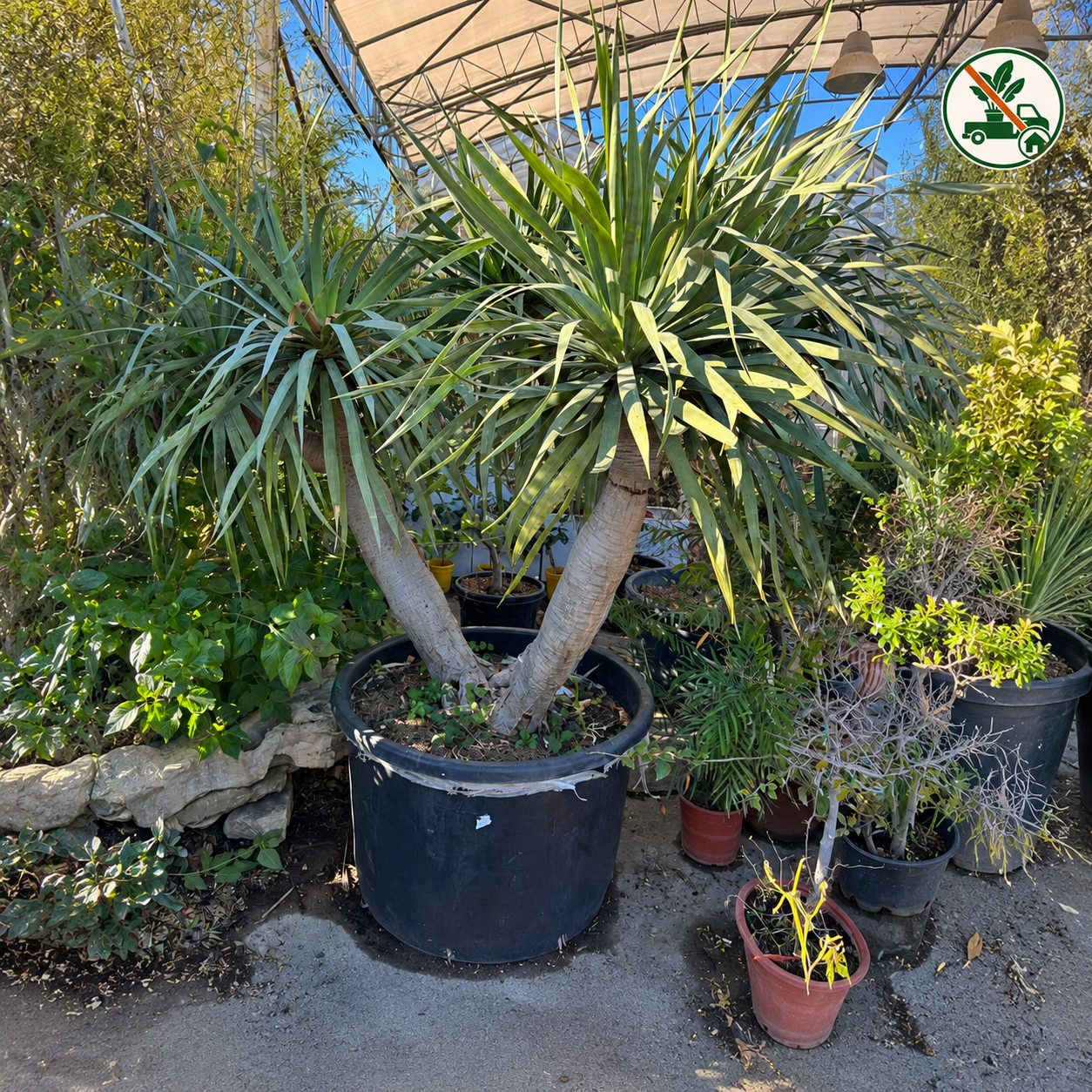 Dracaena Draco 3 Tronchi XL - V. ø100cm - H.2,30 mt