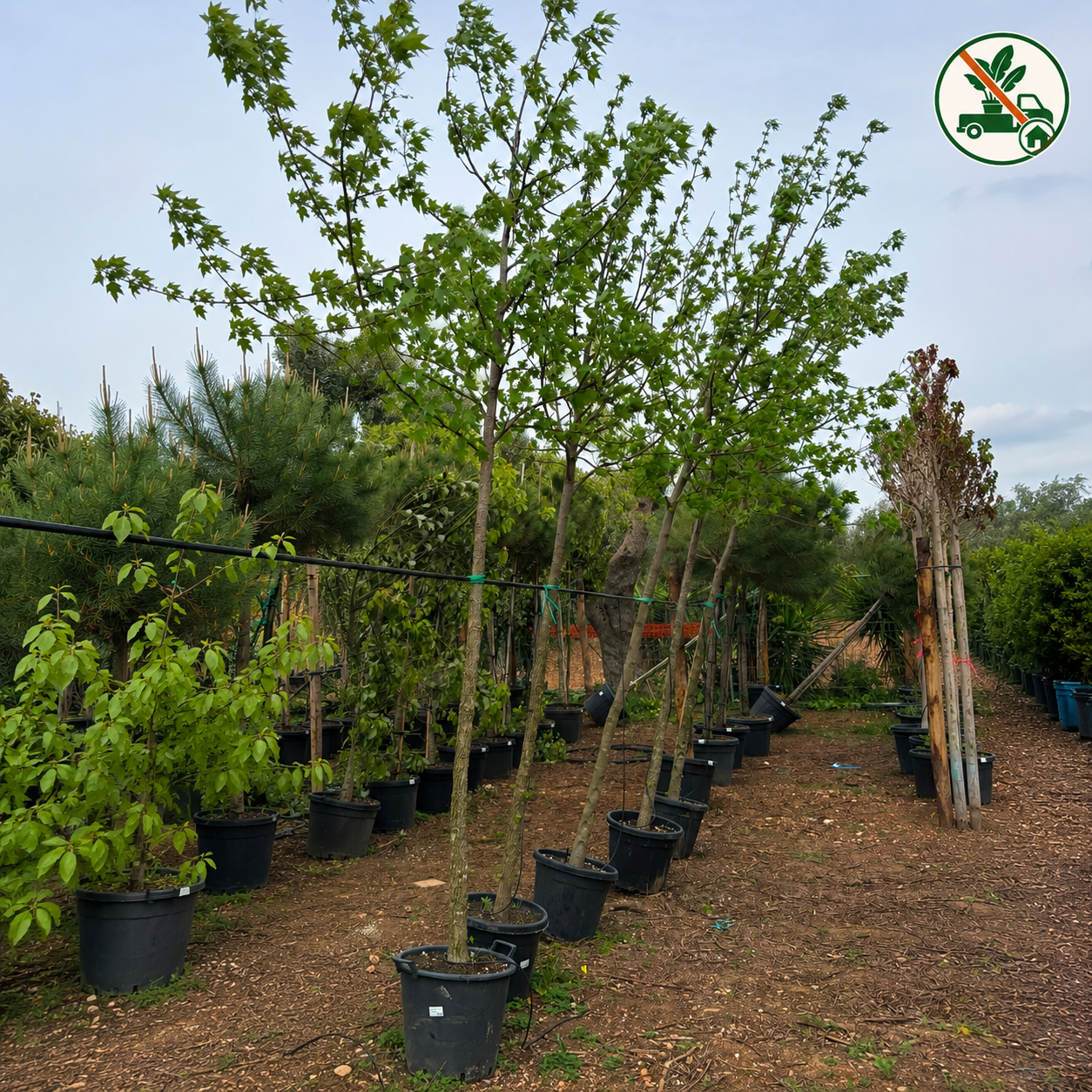Liquidambar Styraciflua Ø 40cm, H 3m 