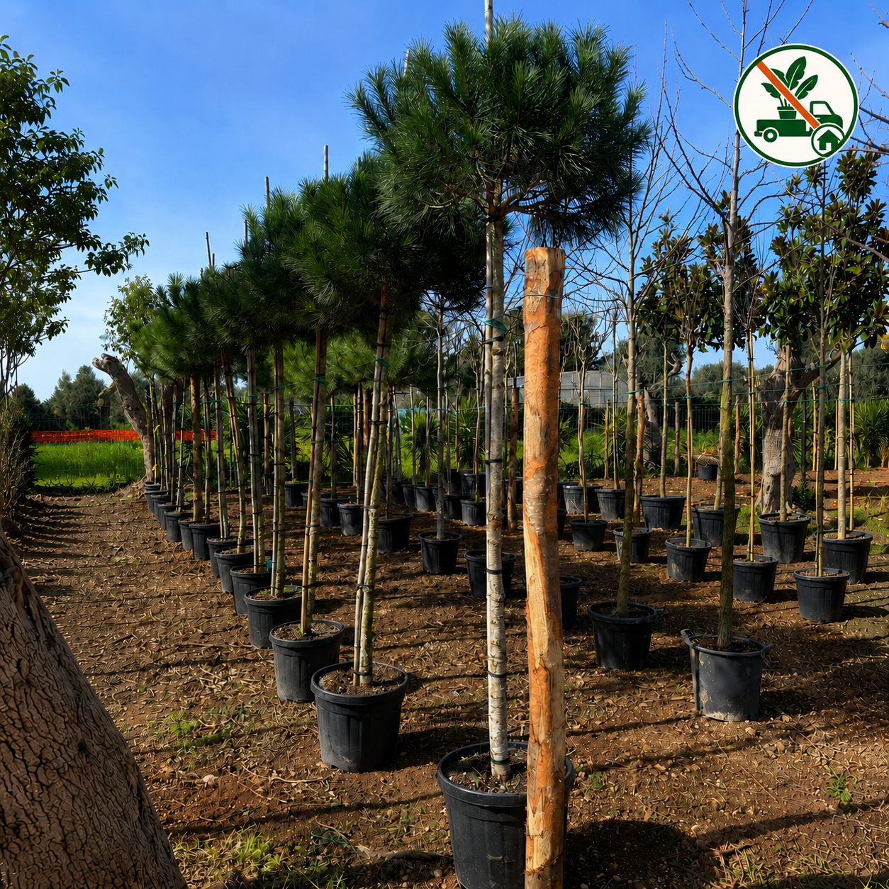 Pinus Pinea v. Ø 40cm h. 2,50mt. circ.tronco 10/15  (Pino)