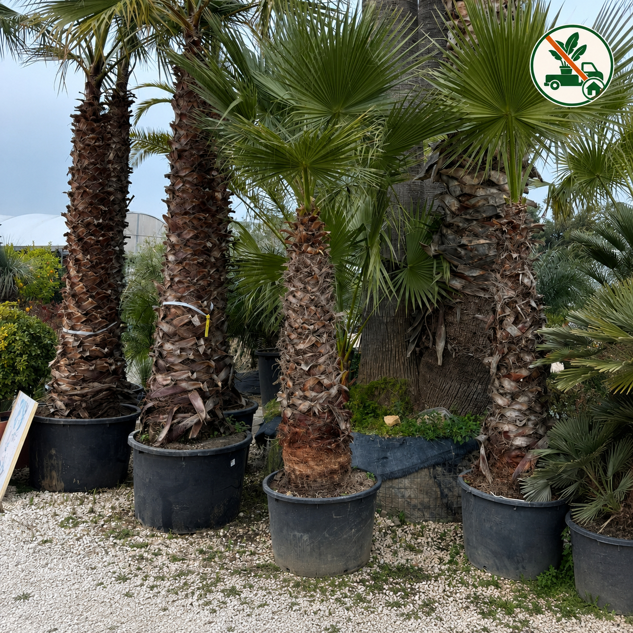 Washingtonia Robusta Ø 80cm