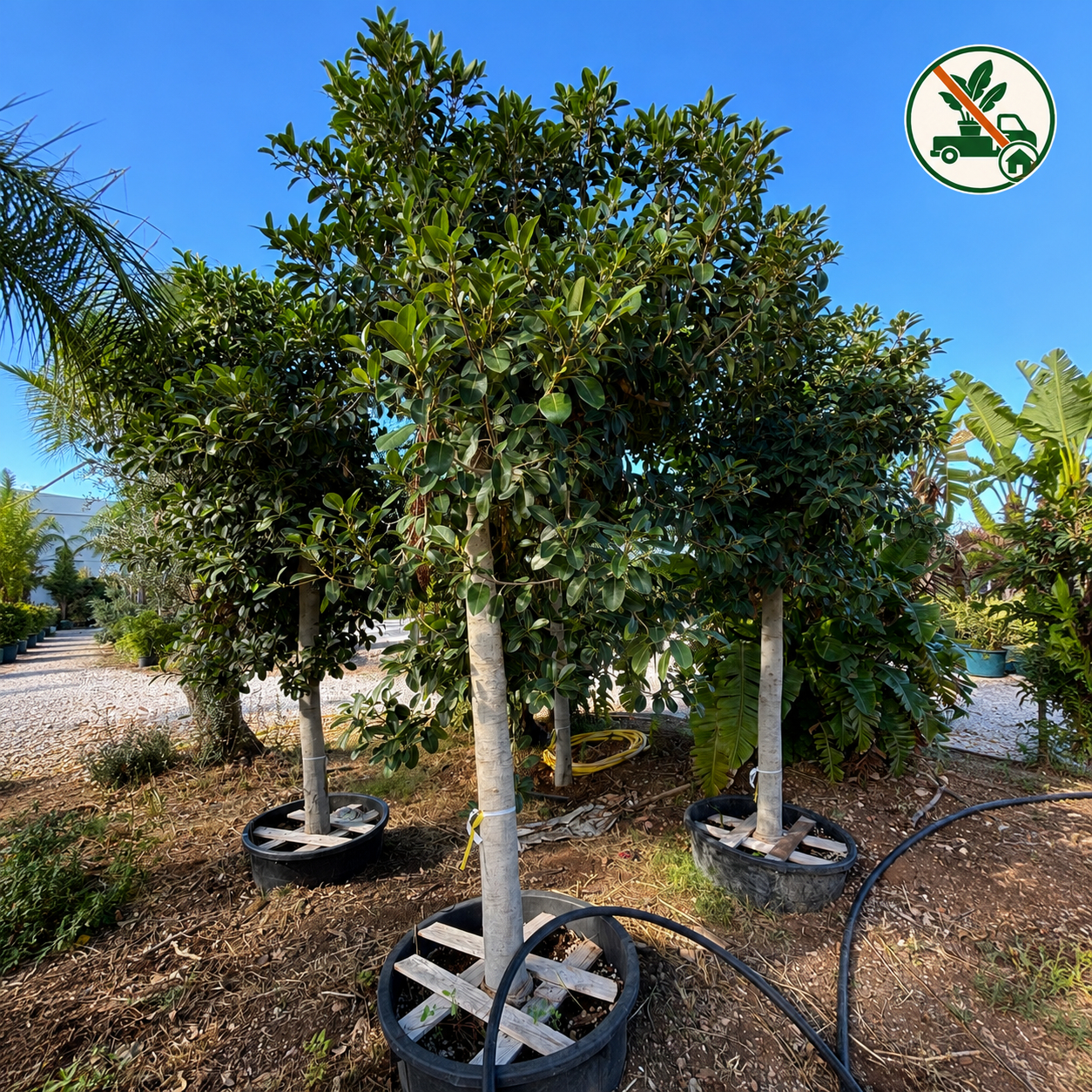 Ficus Rubiginosa (Ficus Australis) XXL  Ø 100cm, H 400cm