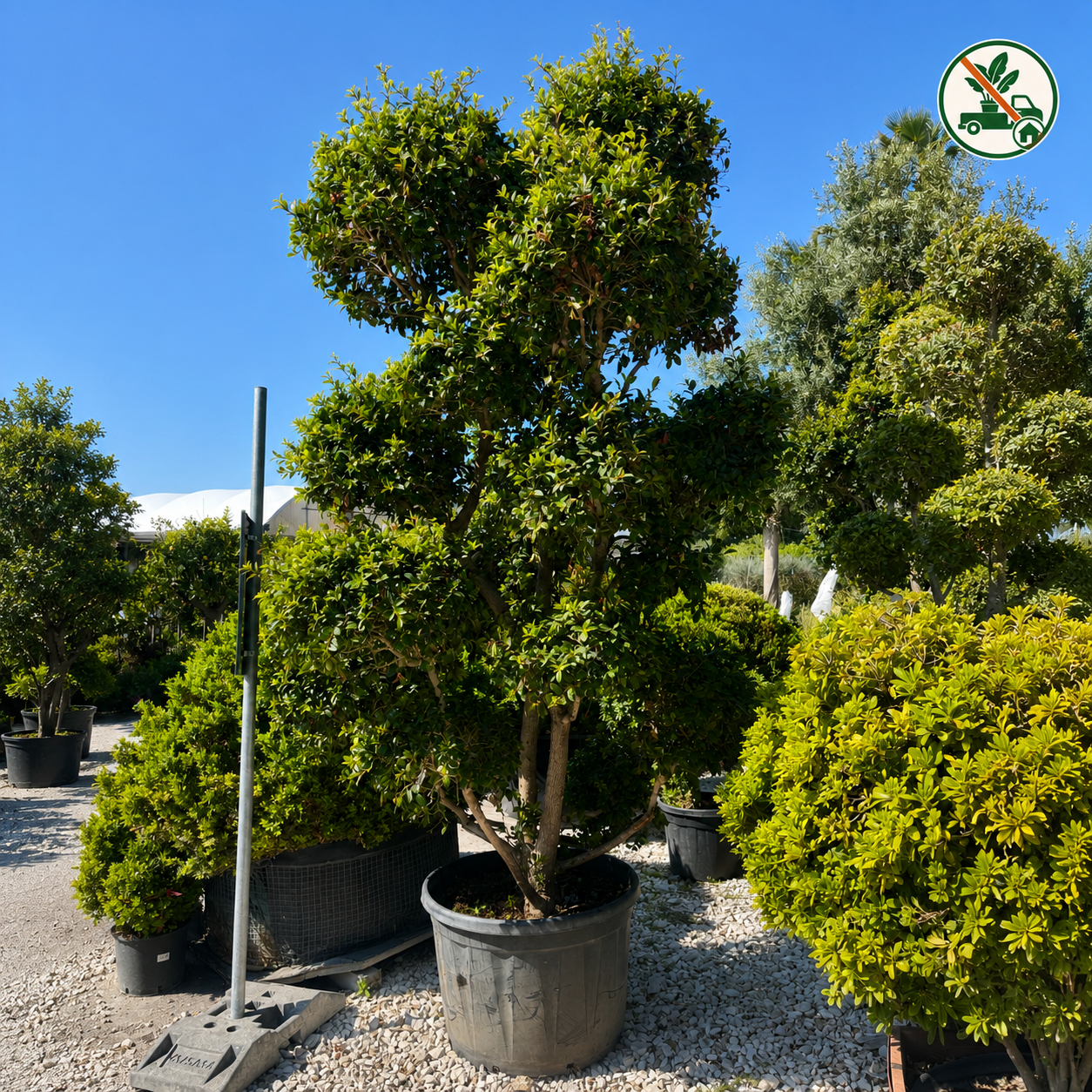 Eugenia myrtifolia Newport Pompon Ø 80cm, H 300cm (vaso escluso)