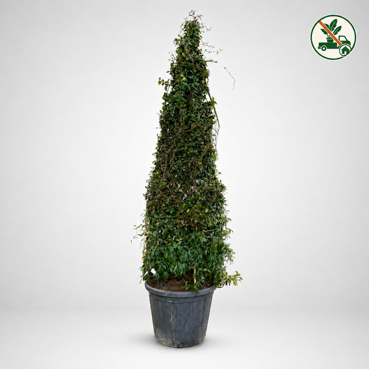 Rhyncospermum Jasminoides XL a piramide, V ø 60cm, H 3m 