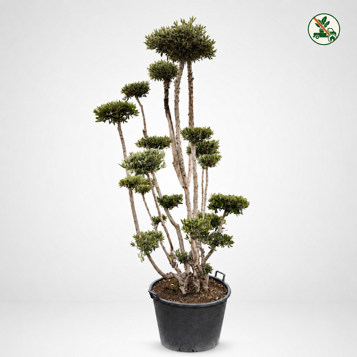 Ulivo piattino Ø 65cm, H 210cm (Olea europaea)