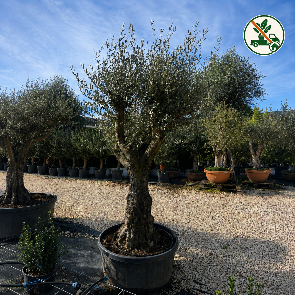 Albero di Ulivo (Olea Europaea) Ø100cm h250cm