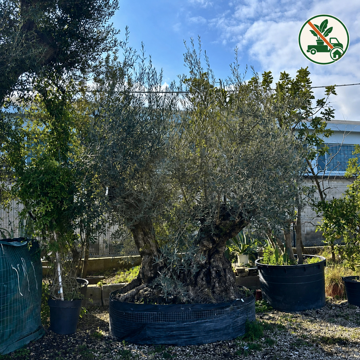 Albero di Ulivo 2 tronchi (Olea Europea)