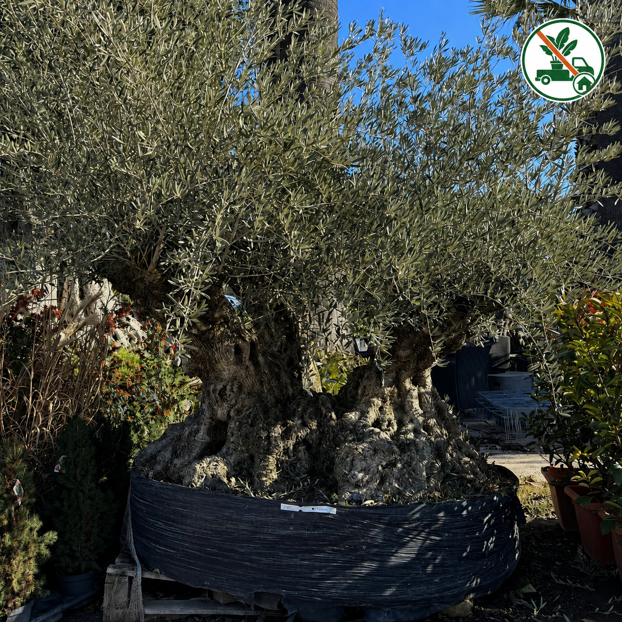 Esemplare Albero di Ulivo 3 Tronchi (Olea Europea) V.ø 2,00 mt -  H.3 mt
