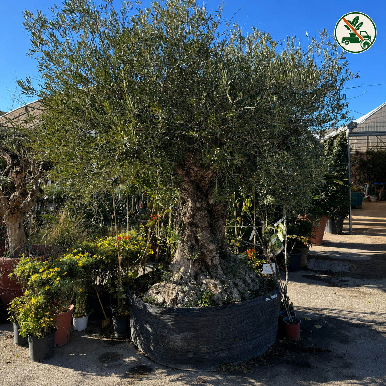 Esemplare Albero di Ulivo  (Olea Europea) - V.ø1,70 mt - H.3,50 mt - Circ.tr. 2,10/2,20 mt