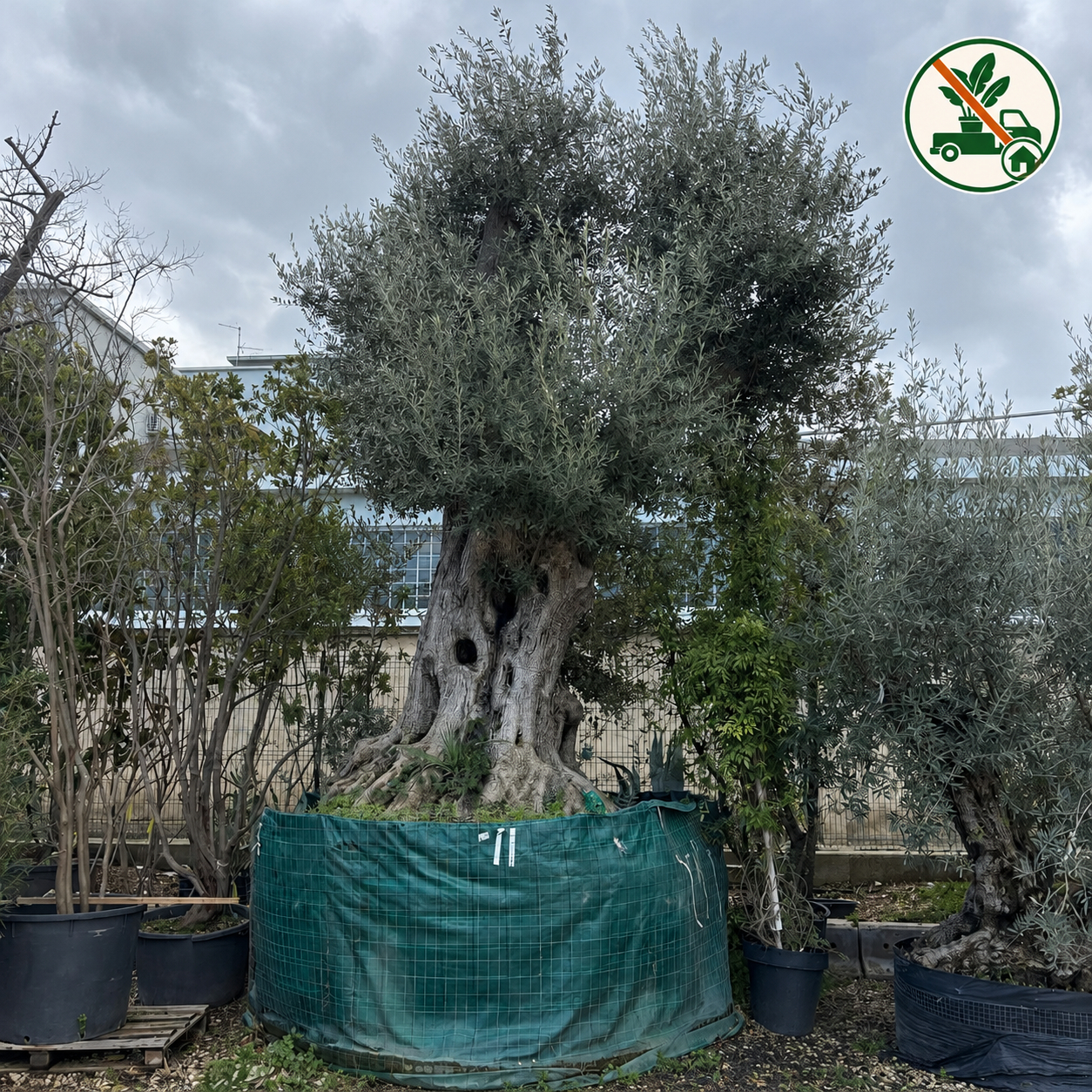 Albero di Ulivo (Olea Europaea) Ø 2m,  H 5,5m