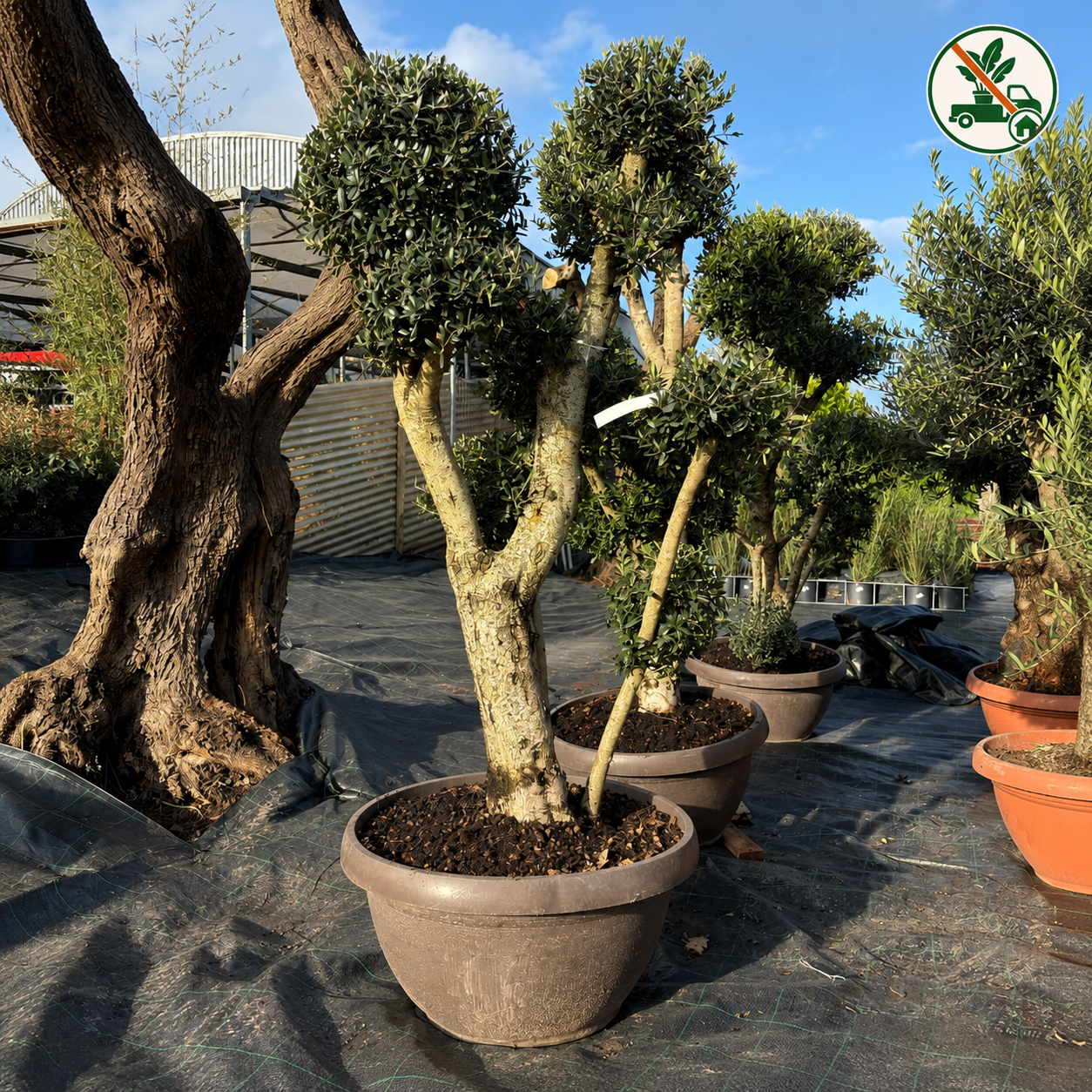 Ulivo Bonsai Ornamentale Ramificato in Ciotola - Pianta Mediterranea