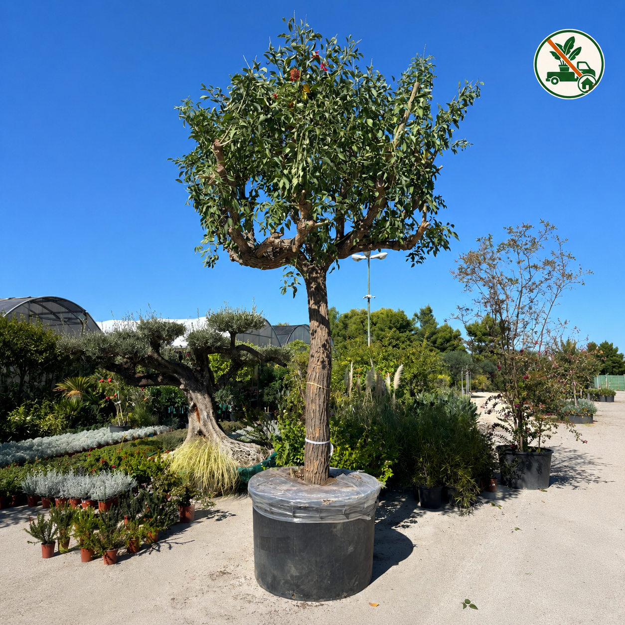 Erythrina crista-galli XXL , Ø 130cm, H 500cm