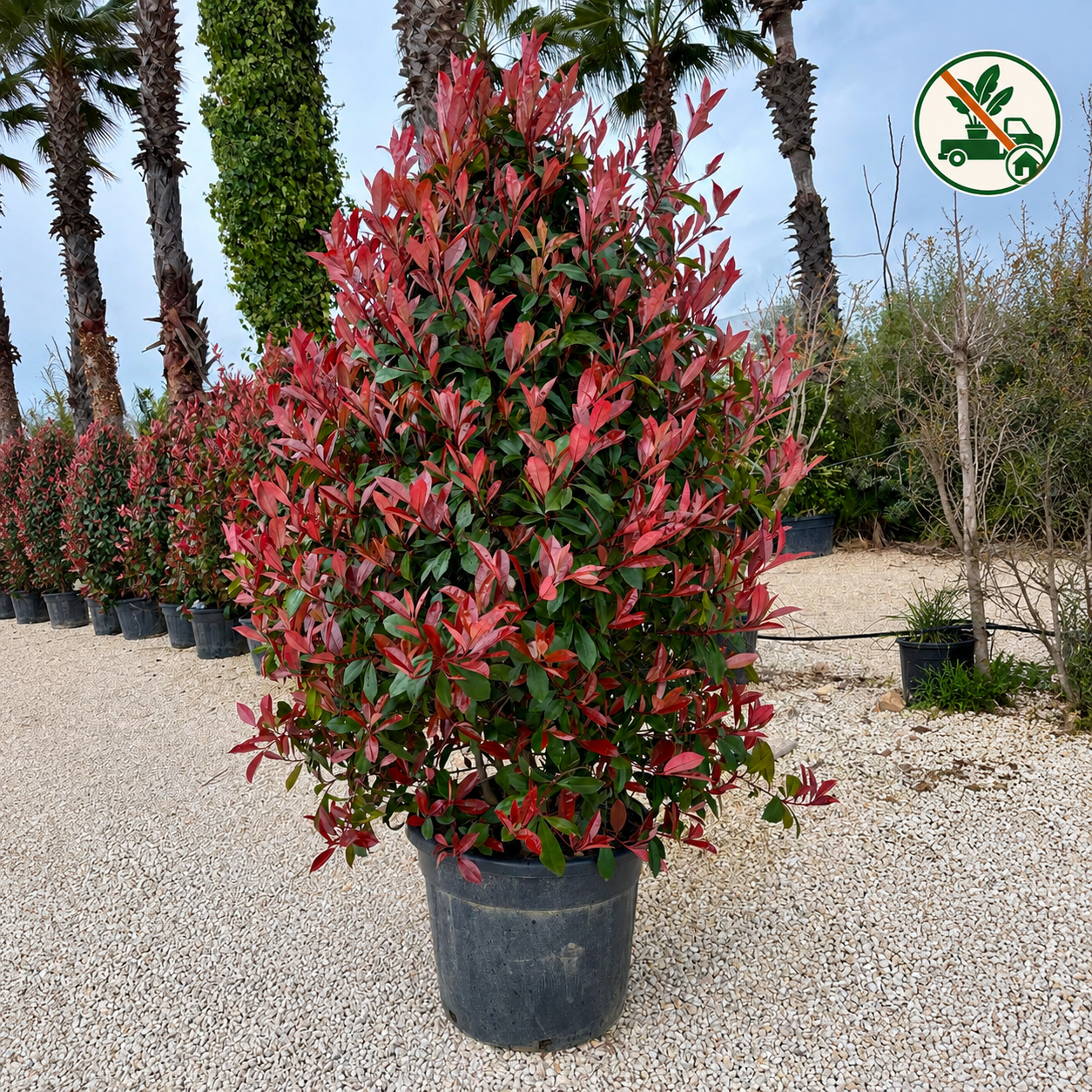 Photinia piramide V. Ø 50cm, H 170cm 