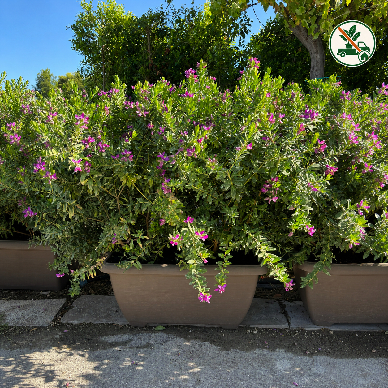 Siepe Pronto Effetto con Polygala Myrtifolia 
