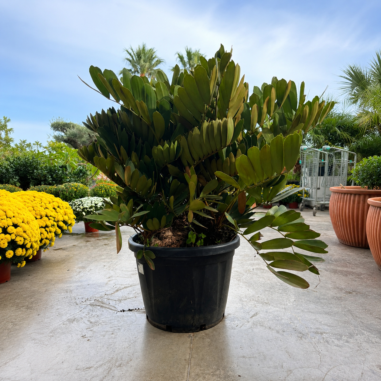 Zamioculcas Furfuracea - ø 50cm (Zamia)