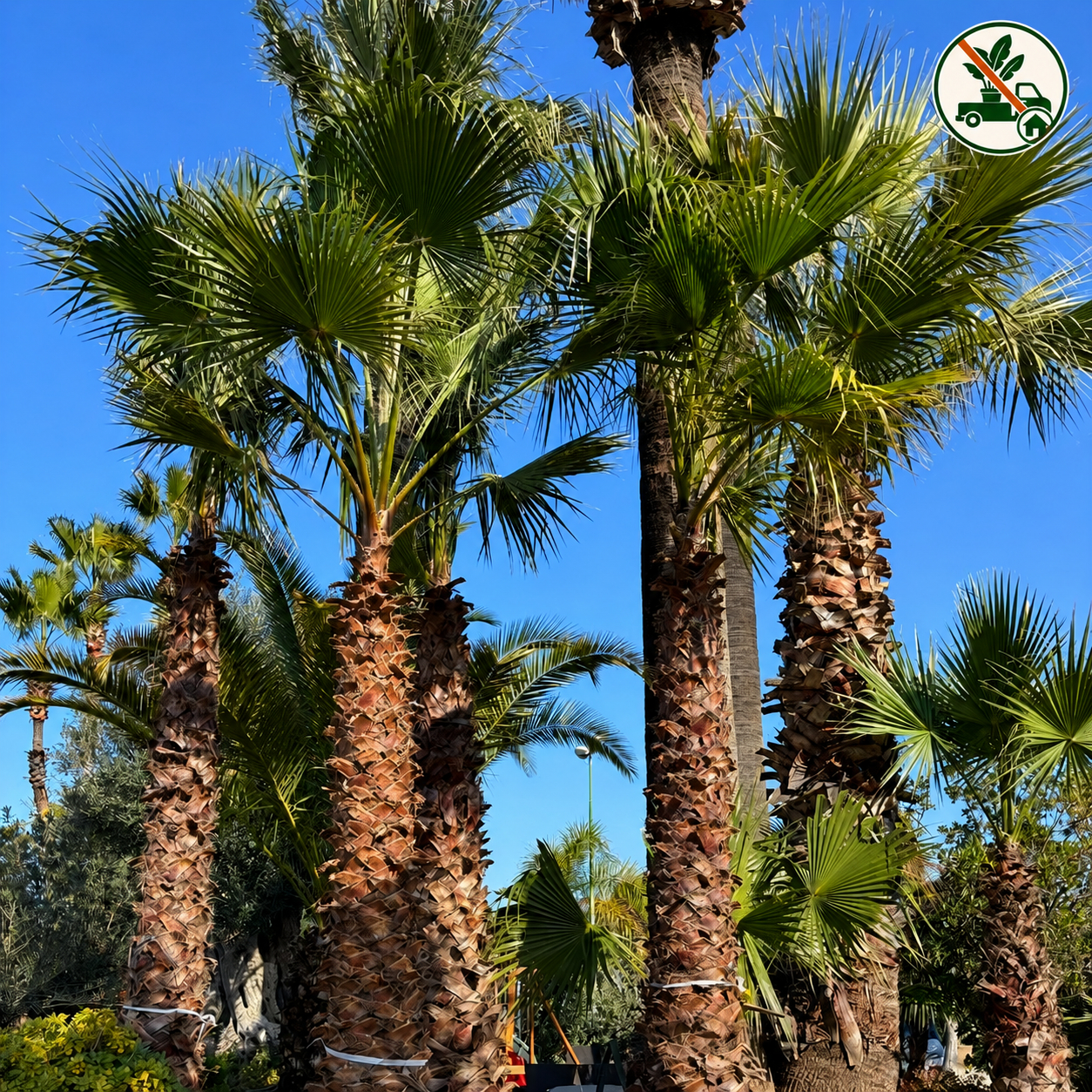 Washingtonia Robusta h. tronco 3 mt.