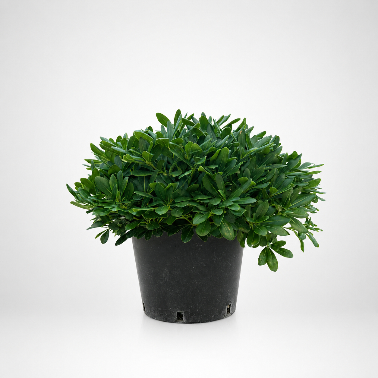 Pittosporum tobira Nanum (Pitosforo nano) Ø 24cm