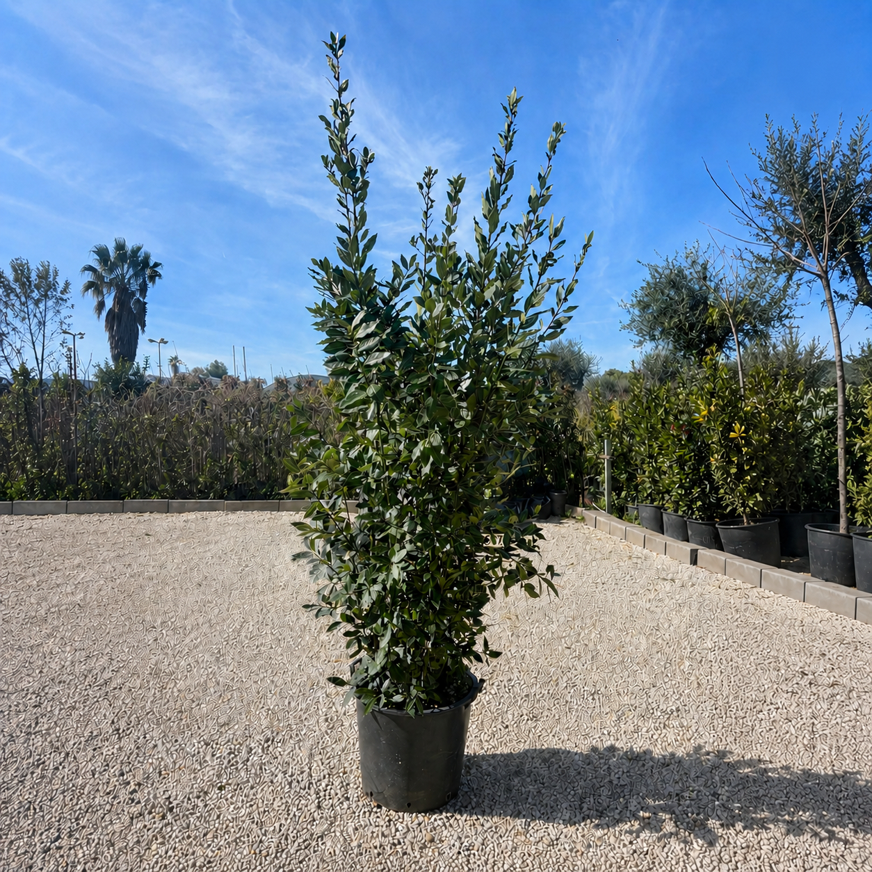 Alloro (Laurus nobilis) V. Ø 60cm, H 200cm 