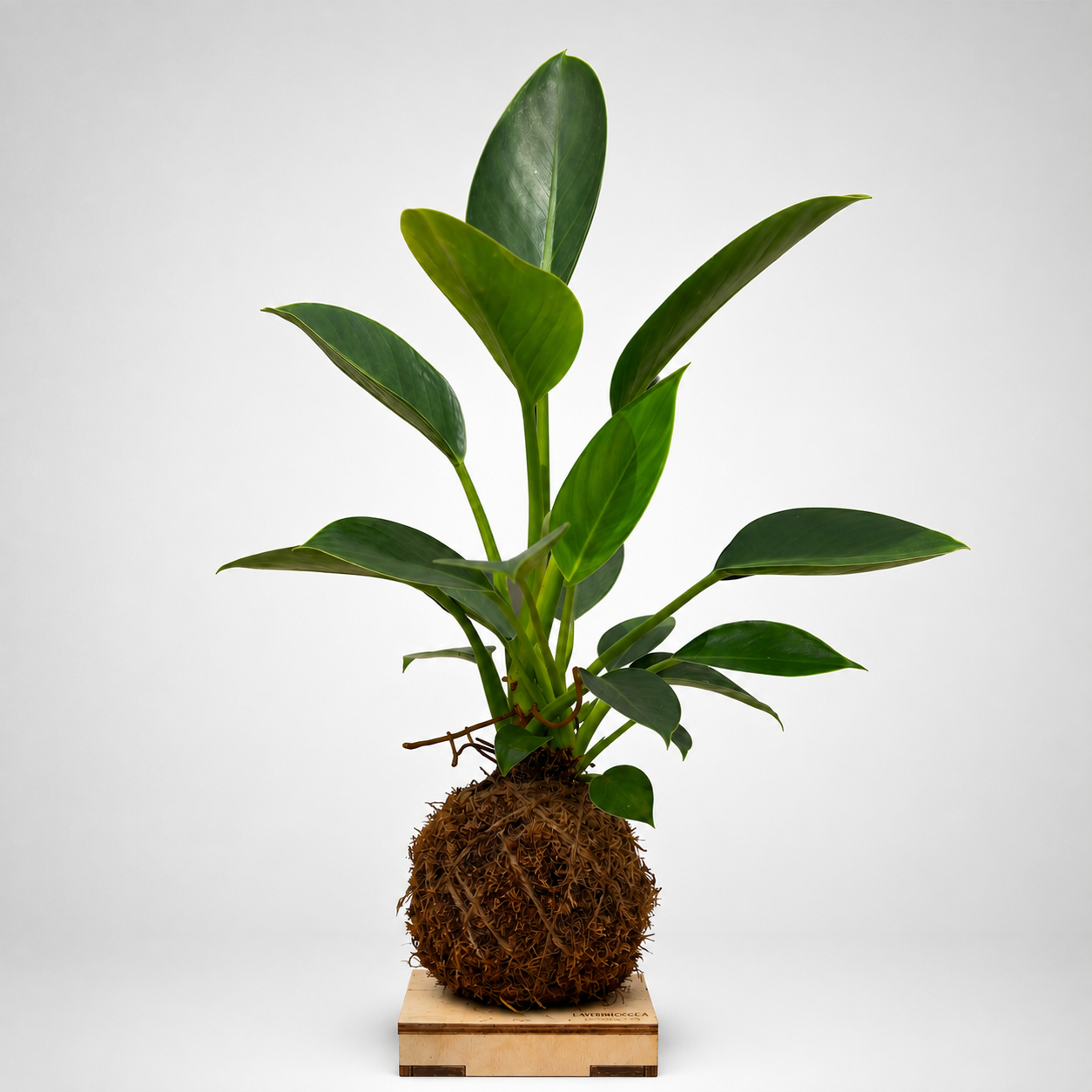 Kokedama di Philodendron Green Princess