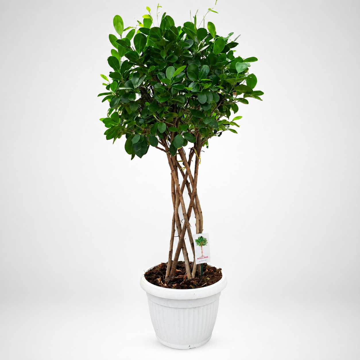  Ficus microcarpa 'Moclame’ a colonna Ø28