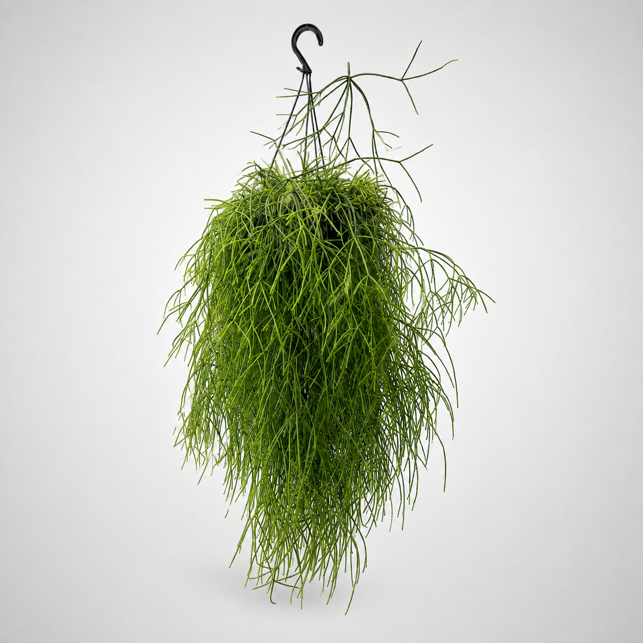 Rhipsalis basket Ø17