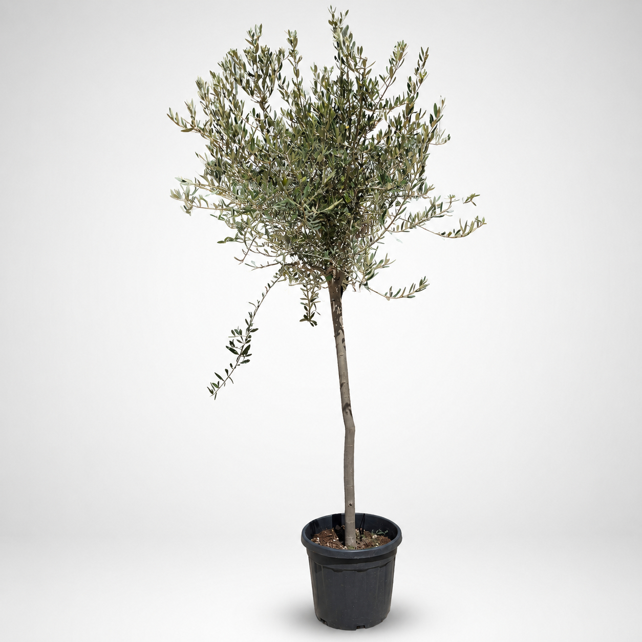 Olivo leccino (Olea europaea) Ø 40cm, H 190cm, CT 10/15cm