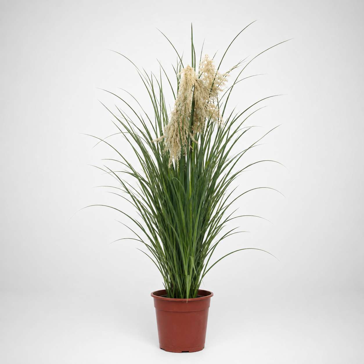 Cortaderia Selloana (PAMPAS) Ø24