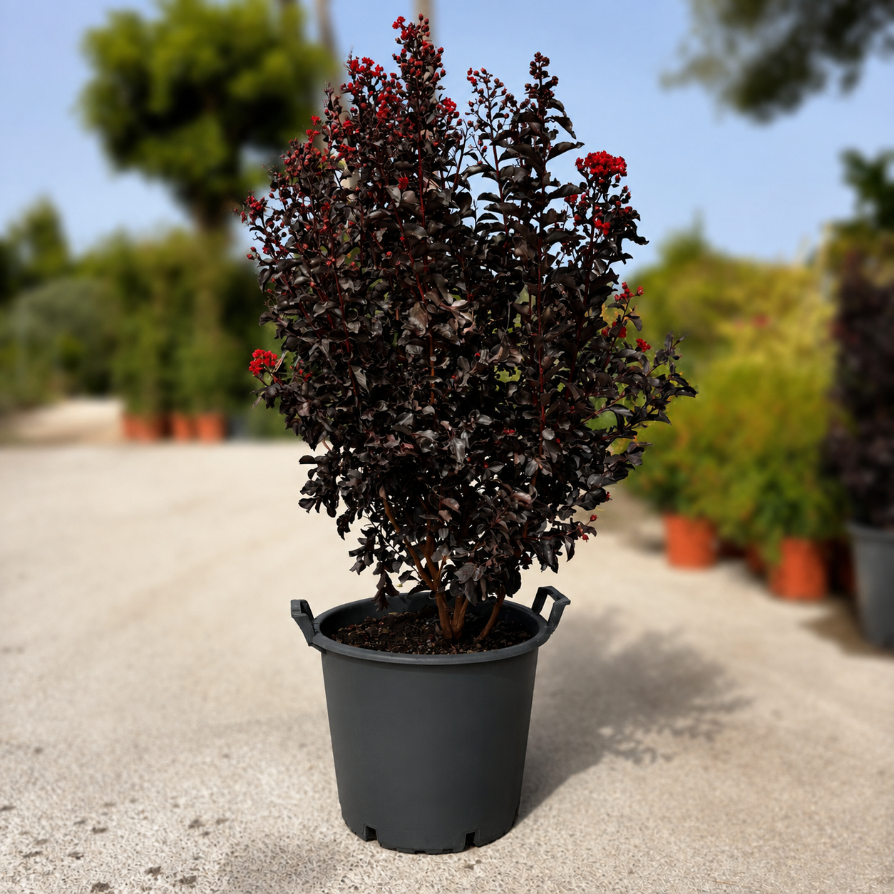 Lagerstroemia Indica Dynamite Ø40