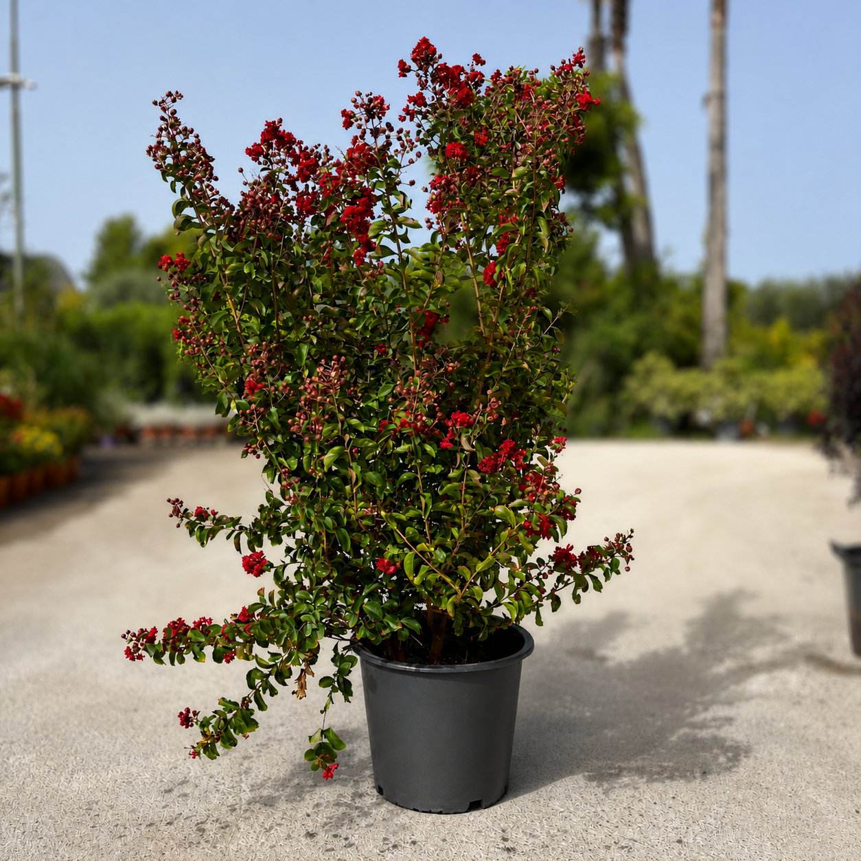 Lagerstroemia Indica Ø40