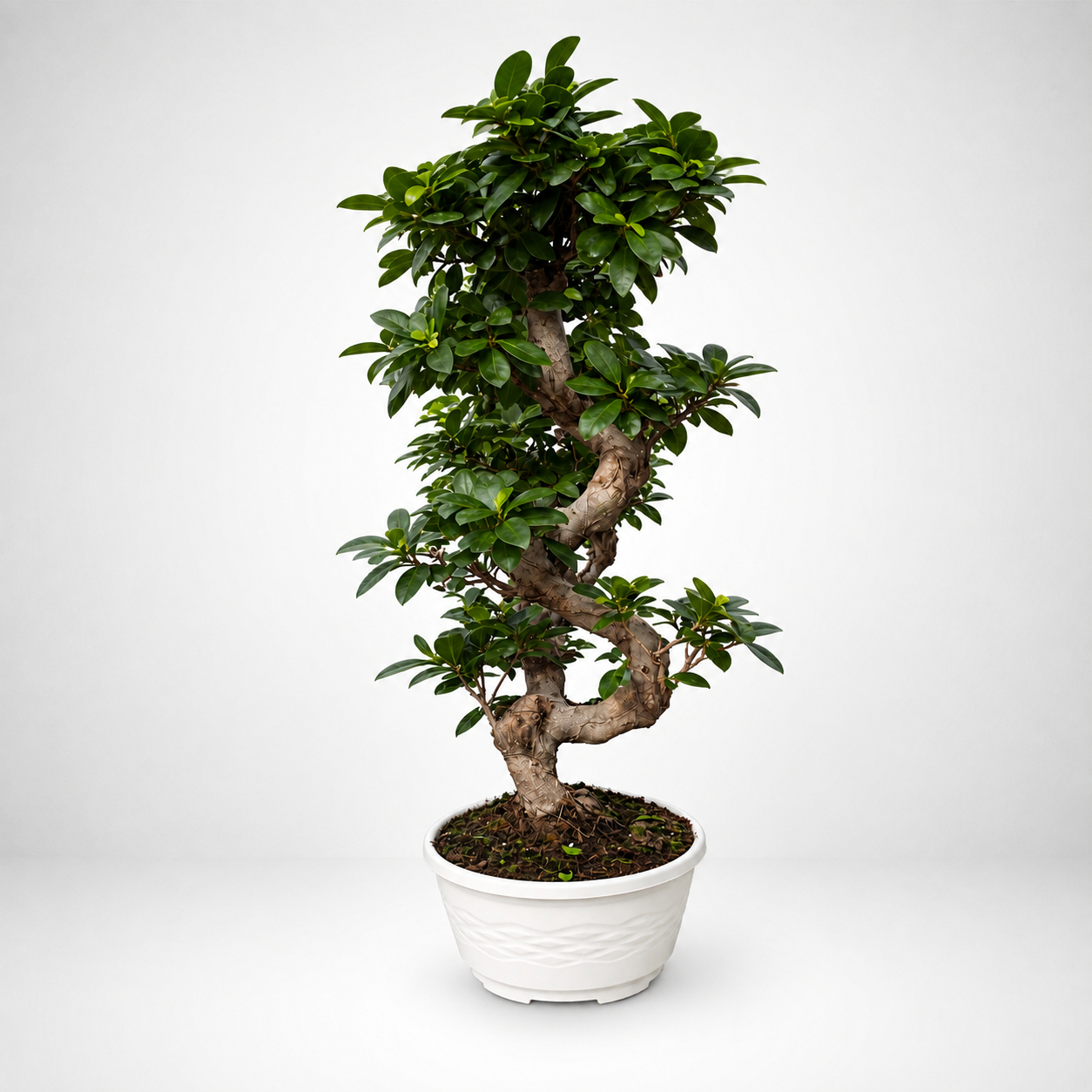 Bonsai Ficus Ginseng tronco 