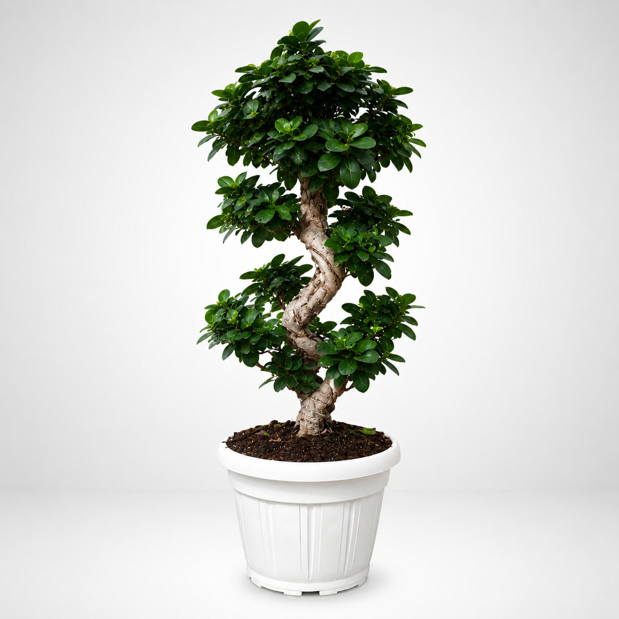 Bonsai Ficus Ginseng tronco 