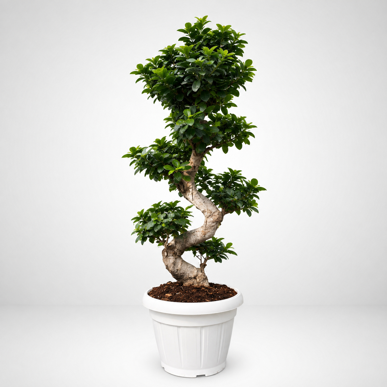 Bonsai Ficus Ginseng tronco 