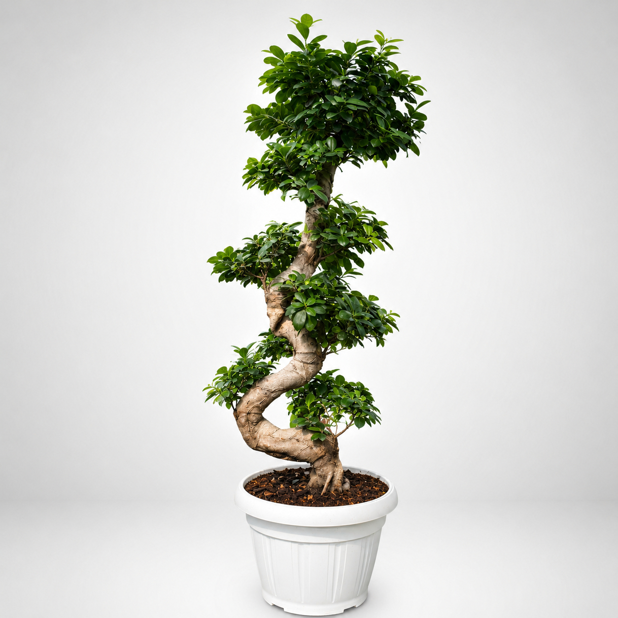 Bonsai Ficus Ginseng tronco 