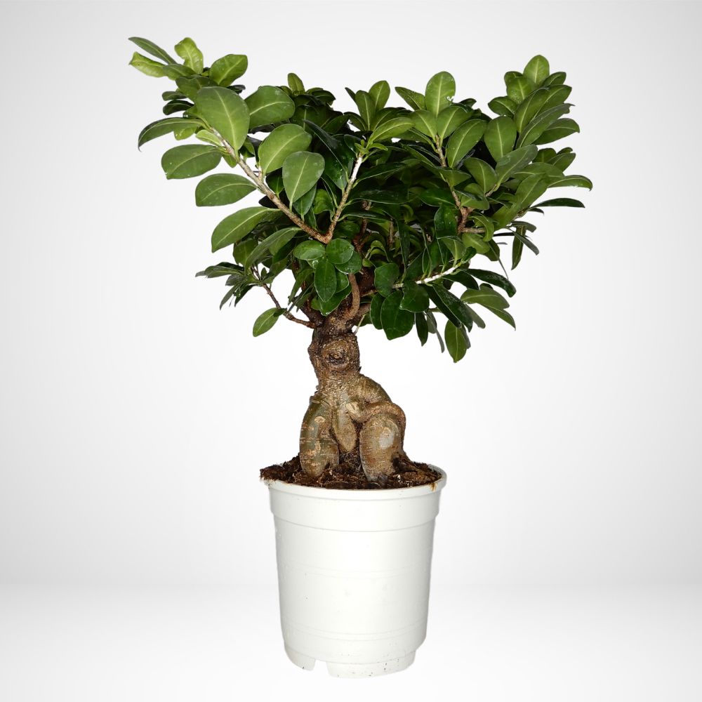 Bonsai Ficus Ginseng v.15